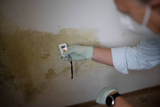 Mold Removal and Inspection in Lindale, GA