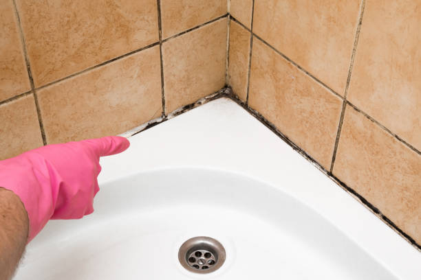 Best Certified Mold Removal  in Lindale, GA
